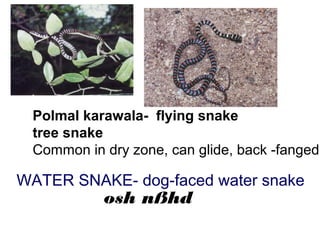Polmal karawala- flying snake
tree snake
Common in dry zone, can glide, back -fanged
WATER SNAKE- dog-faced water snake
osh nßhd
 