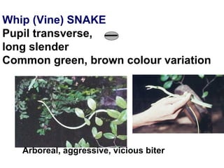 Whip (Vine) SNAKE
Pupil transverse,
long slender
Common green, brown colour variation
Arboreal, aggressive, vicious biter
 