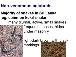 Non-venomous colubrids
Majority of snakes in Sri Lanka
eg. common kukri snake
many diurnal, active, small snakes
frequents houses, hides
under masonry
light-dark brown with black
markings
 