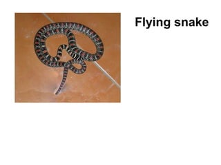 Flying snake
 