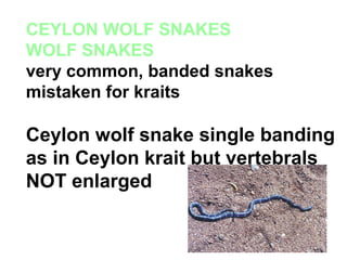 CEYLON WOLF SNAKES
WOLF SNAKES
very common, banded snakes
mistaken for kraits
Ceylon wolf snake single banding
as in Ceylon krait but vertebrals
NOT enlarged
 