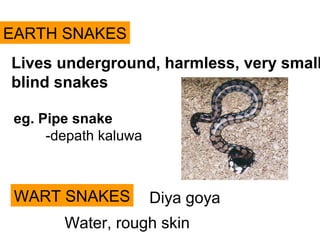 EARTH SNAKES
Lives underground, harmless, very small
blind snakes
WART SNAKES
Water, rough skin
eg. Pipe snake
-depath kaluwa
Diya goya
 