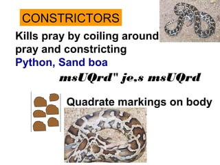 CONSTRICTORS
Kills pray by coiling around
pray and constricting
Python, Sand boa
Quadrate markings on body
msUQrd" je,s msUQrd
 