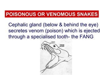 POISONOUS OR VENOMOUS SNAKES
Cephalic gland (below & behind the eye)
secretes venom (poison) which is ejected
through a specialised tooth- the FANG
 