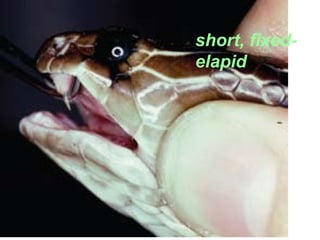 short, fixed-
elapid
 