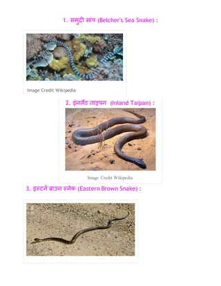 1. समुद्री स ांप (Belcher's Sea Snake) :
Image Credit Wikipedia
2. इांनलैंड त इपन (Inland Taipan) :
Image Credit Wikipedia
3. इस्टनन ब्र उन स्नेक (Eastern Brown Snake) :
 