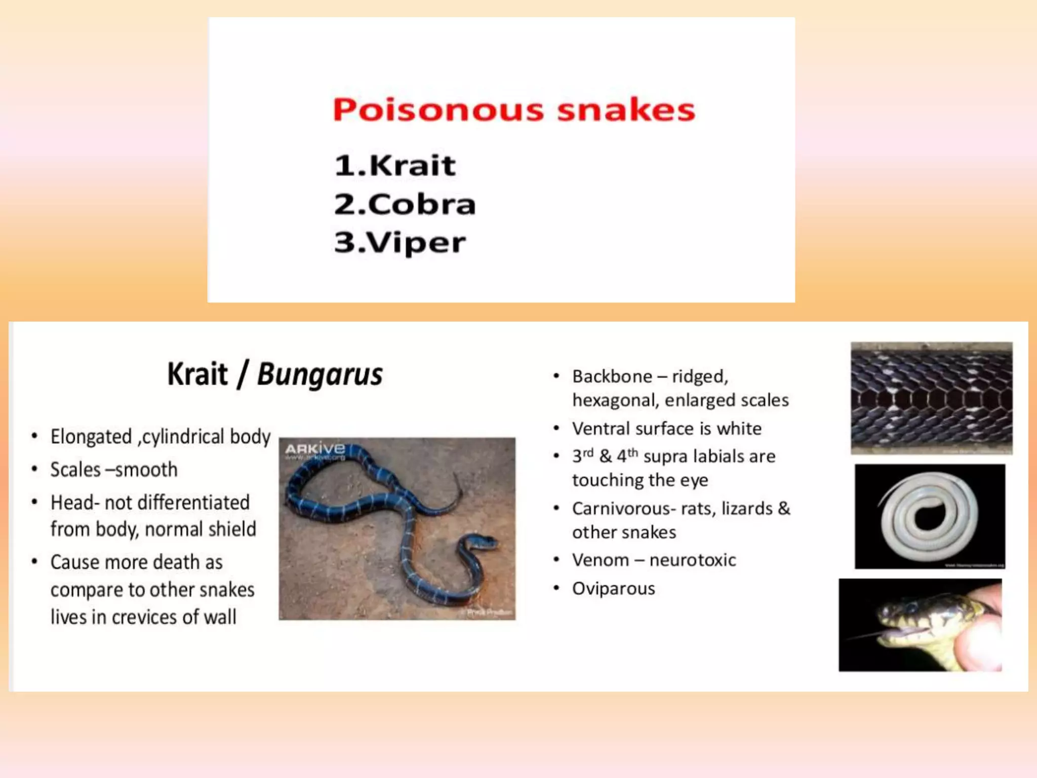 Safe Encounters: Identifying Arkansas'S Non Poisonous Snakes - cemd00m