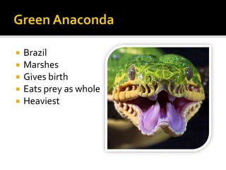 Brazil
 Marshes
 Gives birth
 Eats prey as whole
 Heaviest
 