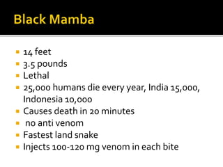  14 feet
 3.5 pounds
 Lethal
 25,000 humans die every year, India 15,000,
Indonesia 10,000
 Causes death in 20 minutes
 no anti venom
 Fastest land snake
 Injects 100-120 mg venom in each bite
 