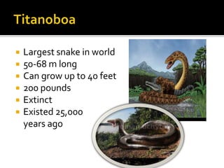 Largest snake in world
 50-68 m long
 Can grow up to 40 feet
 200 pounds
 Extinct
 Existed 25,000
years ago
 