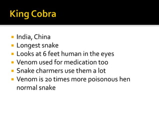  India, China
 Longest snake
 Looks at 6 feet human in the eyes
 Venom used for medication too
 Snake charmers use them a lot
 Venom is 20 times more poisonous hen
normal snake
 