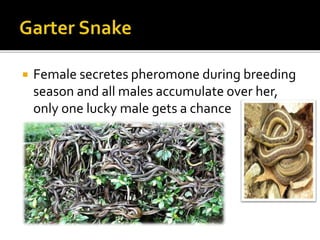 Female secretes pheromone during breeding
season and all males accumulate over her,
only one lucky male gets a chance
 