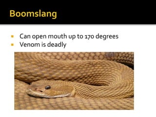  Can open mouth up to 170 degrees
 Venom is deadly
 