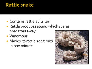  Contains rattle at its tail
 Rattle produces sound which scares
predators away
 Venomous
 Moves its rattle 300 times
in one minute
 