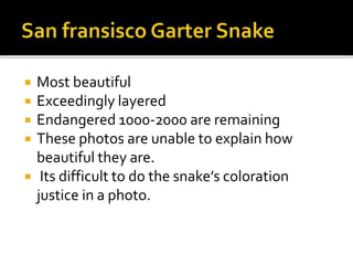  Most beautiful
 Exceedingly layered
 Endangered 1000-2000 are remaining
 These photos are unable to explain how
beautiful they are.
 Its difficult to do the snake’s coloration
justice in a photo.
 