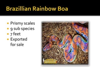  Prismy scales
 9 sub species
 7 feet
 Exported
for sale
 