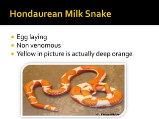  Egg laying
 Non venomous
 Yellow in picture is actually deep orange
 