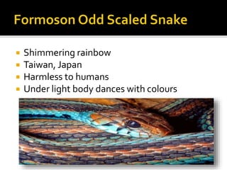  Shimmering rainbow
 Taiwan, Japan
 Harmless to humans
 Under light body dances with colours
 