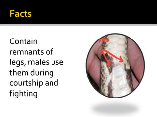 Contain
remnants of
legs, males use
them during
courtship and
fighting
 