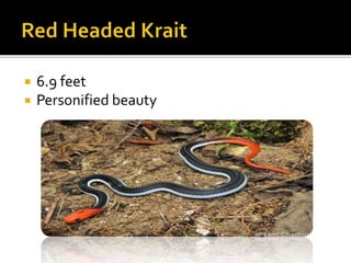  6.9 feet
 Personified beauty
 