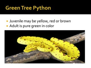  Juvenile may be yellow, red or brown
 Adult is pure green in color
 