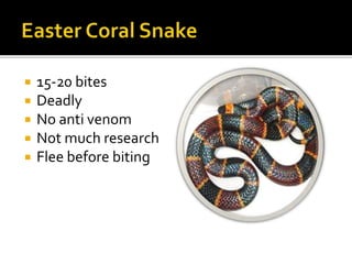  15-20 bites
 Deadly
 No anti venom
 Not much research
 Flee before biting
 