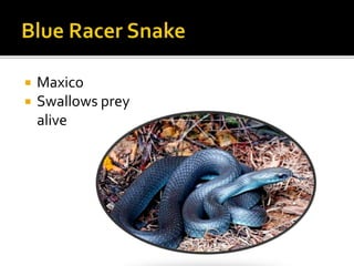  Maxico
 Swallows prey
alive
 