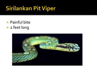  Painful bite
 2 feet long
 