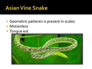  Geometric patteren is present in scales
 Motionless
 Tongue ext
 