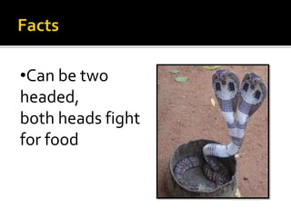 •Can be two
headed,
both heads fight
for food
 