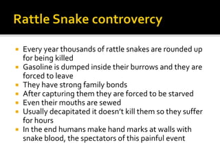 Every year thousands of rattle snakes are rounded up
for being killed
 Gasoline is dumped inside their burrows and they are
forced to leave
 They have strong family bonds
 After capturing them they are forced to be starved
 Even their mouths are sewed
 Usually decapitated it doesn’t kill them so they suffer
for hours
 In the end humans make hand marks at walls with
snake blood, the spectators of this painful event
 