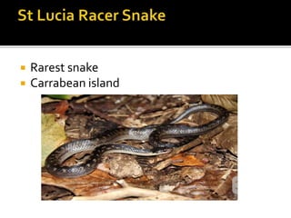  Rarest snake
 Carrabean island
 