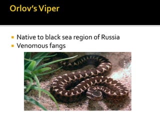  Native to black sea region of Russia
 Venomous fangs
 