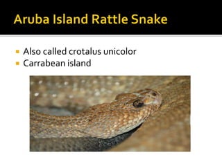  Also called crotalus unicolor
 Carrabean island
 