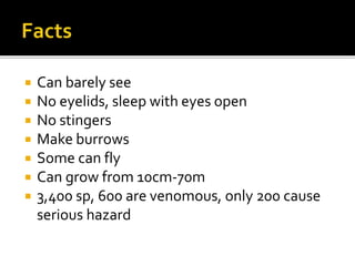  Can barely see
 No eyelids, sleep with eyes open
 No stingers
 Make burrows
 Some can fly
 Can grow from 10cm-70m
 3,400 sp, 600 are venomous, only 200 cause
serious hazard
 