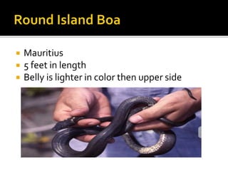  Mauritius
 5 feet in length
 Belly is lighter in color then upper side
 