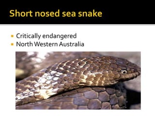  Critically endangered
 NorthWestern Australia
 