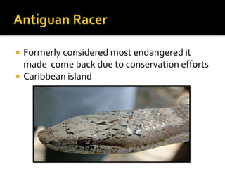  Formerly considered most endangered it
made come back due to conservation efforts
 Caribbean island
 