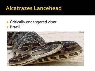  Critically endangered viper
 Brazil
 