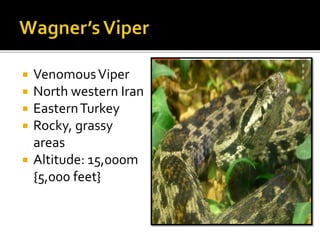 VenomousViper
 North western Iran
 EasternTurkey
 Rocky, grassy
areas
 Altitude: 15,000m
{5,000 feet}
 