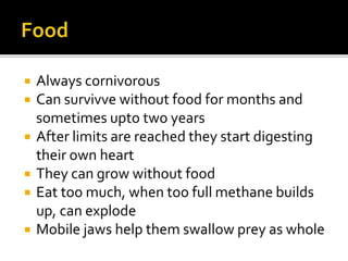  Always cornivorous
 Can survivve without food for months and
sometimes upto two years
 After limits are reached they start digesting
their own heart
 They can grow without food
 Eat too much, when too full methane builds
up, can explode
 Mobile jaws help them swallow prey as whole
 