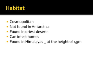  Cosmopolitan
 Not found in Antarctica
 Found in driest deserts
 Can infest homes
 Found in Himalayas _ at the height of 49m
 