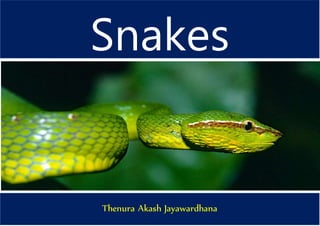 Snakes
Thenura Akash Jayawardhana
 