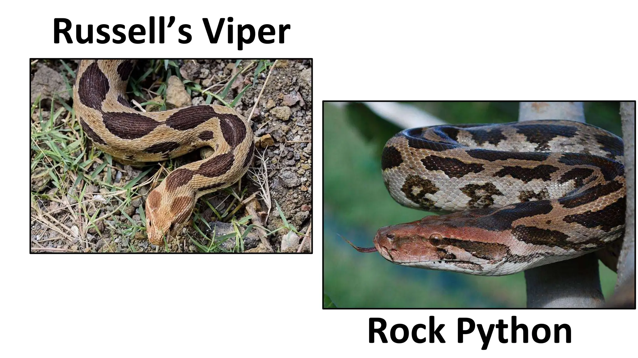 SNAKES:Venomous and Non venomous snakes.pptx