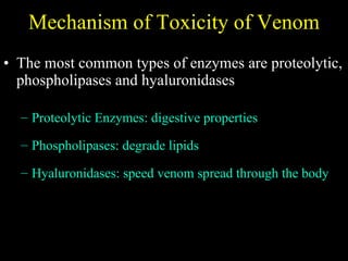 Mechanism of Toxicity of Venom The most common types of enzymes are proteolytic, phospholipases and hyaluronidases Proteolytic Enzymes: digestive properties Phospholipases: degrade lipids Hyaluronidases: speed venom spread through the body 