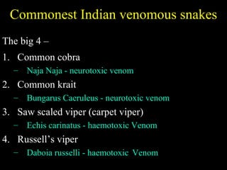 Commonest Indian venomous snakes The big 4 – Common cobra  Naja Naja - neurotoxic venom Common krait  Bungarus Caeruleus - neurotoxic venom Saw scaled viper (carpet viper) Echis carinatus - haemotoxic Venom Russell’s viper Daboia russelli - haemotoxic   Venom 