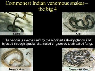 Commonest Indian venomous snakes –  the big 4 The venom is synthesized by the modified salivary glands and injected through special channeled or grooved teeth called fangs Cobra Krait Russel’s viper Saw-scaled viper 