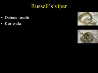 Russell’s viper Daboia ruselii  Koriwala  