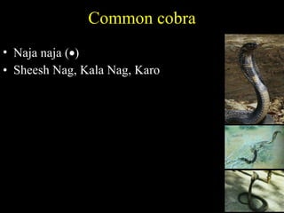 Common cobra Naja naja (  ) Sheesh Nag, Kala Nag, Karo  