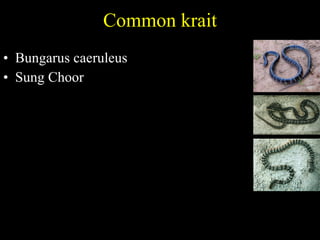 Common krait Bungarus caeruleus Sung Choor  